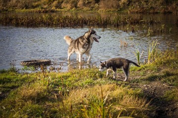 small puppies breed, Siberian husky for a walk.