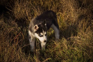 Obraz premium small puppies breed, Siberian husky for a walk.