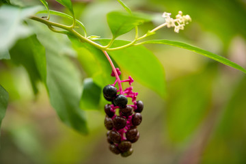 red currant berries on a branch
