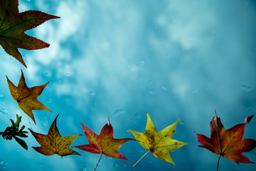 autumn leaves on background of blue sky