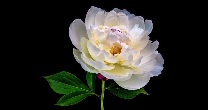 Beautiful white Peony flower blooming on black background. Timelapse, close-up. 4K