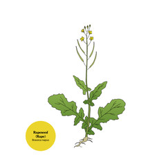 Hand drawing of Brassica napus, Rapeseed, Rape, plant for forage and pasture.