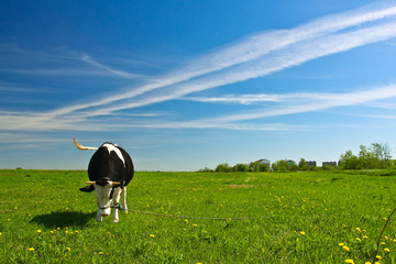 cow on a meadow
