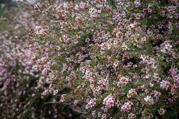 Obraz premium Selective Focus of Manuka, Tea Tree Bushes Background