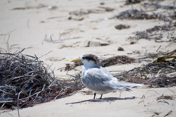 Tarn sea bird on the sand