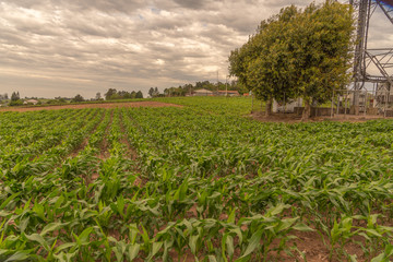 Fototapeta na wymiar Corn Farming in the City Margins 03