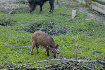 Family Group of Wart Hogs Grazing Eating Grass Food Together.