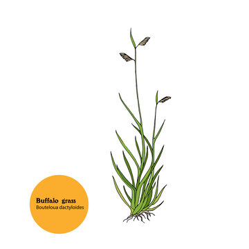 Hand drawn illustration of Buffalo grass, Bouteloua dactyloides, plant for forage and hay.