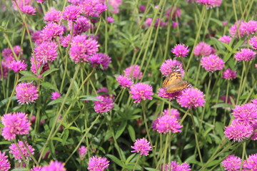 flowers in the garden