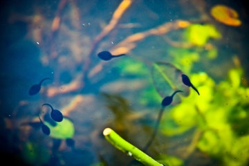 Naklejka na ściany i meble fish in the pond