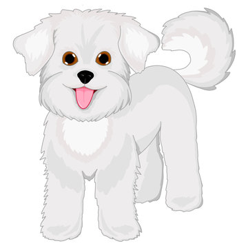 White lapdog. Bichon Frise. Cute white puppy playing. The dog happily wags its tail.