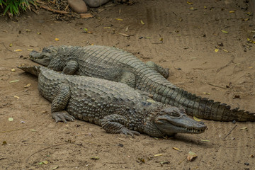 Specimens of American alligators