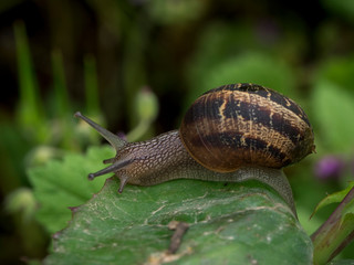 Snails in their natural habitat