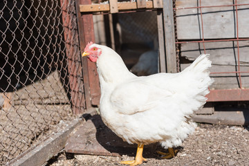 White Chicken. Domestic bird. Hens on the farm. Bird in the paddock. Household.