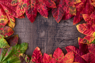 Naklejka na ściany i meble Patterned fall maple leaves, red, green, red, orange, and yellow, on a dark wood background