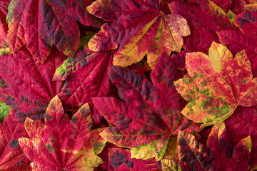 Fall nature background of patterned fall maple leaves, red, green, red, orange, and yellow