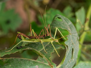 Mating of two stick insects also known as Phasmatoptera
