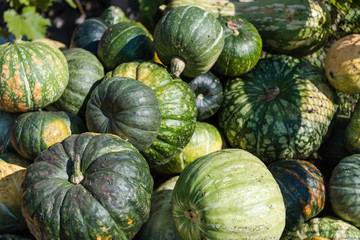 Pumpkin close-up. Multi-colored pumpkin in a heap. Autumn harvest. Big pumpkin.