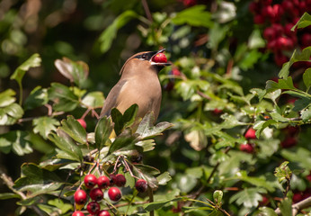 Cedar Waxwing bird (Bombycilla cedrorum) eating red Hawthorn tree berries