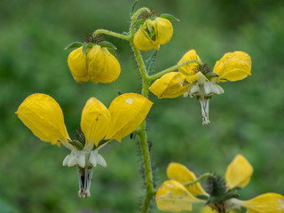 A specimen of the nasa urens flower