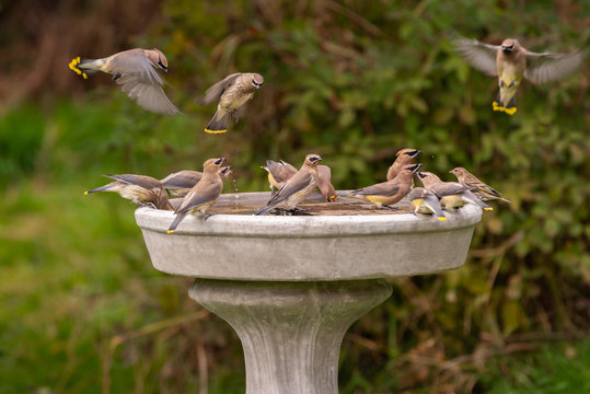 A flock of Cedar Waxwings drinking at a birdbath (Bombycilla cedrorum)