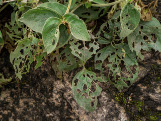 Fototapeta premium Leaves that have been eaten of snails.