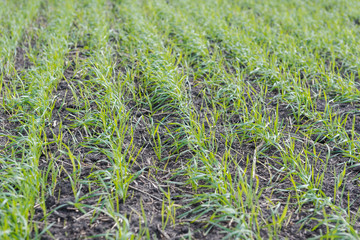 Green field. Small plants grow in the field. Large open spaces. Agriculture.