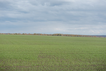 Green field. Small plants grow in the field. Large open spaces. Agriculture.