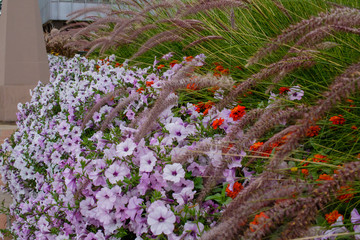 City Flowers During a Nice Stroll