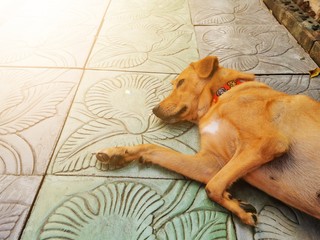 dog sleeping on bed