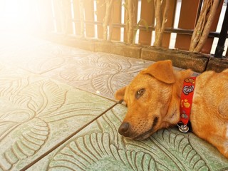dog lying on floor