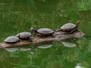Obraz premium The life of the river turtles