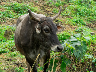 A bull grazing in tall grass