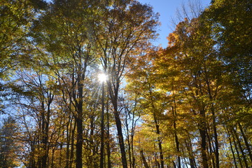 Sun shine  in autumn