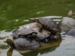 Obraz premium The life of the river turtles