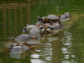 The life of the river turtles