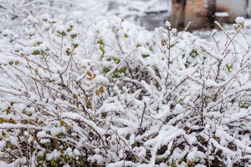 Shrubs under the snow. Snow. Green leaves in the snow. Cold weather.