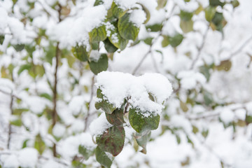Shrubs under the snow. Snow. Green leaves in the snow. Cold weather.