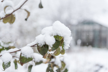 Shrubs under the snow. Snow. Green leaves in the snow. Cold weather.
