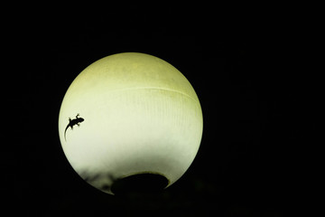 le premier lézard sur la lune 