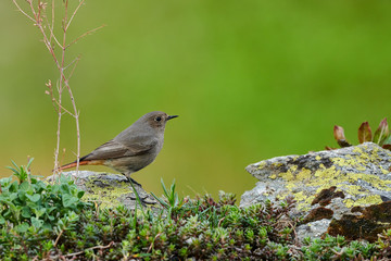 Small bird on a rockFemale Black redstart (Phoenicurus ochruros) on a rock.