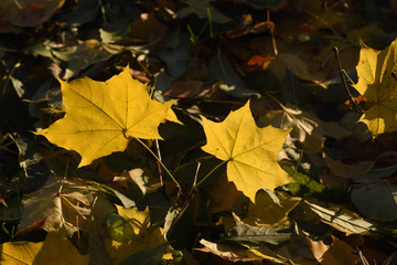 Background autumn yellow maple leaves glowing in the sun lying on the ground