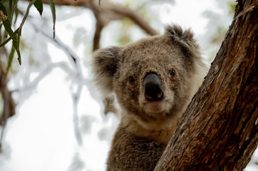 Koala portrait