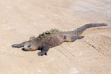 Fototapeta premium Large fierce looking male marine iguana seen in closeup relaxing in the sun on a sandy road, Puerto Villamil, Isabela Island, Galapagos, Ecuador