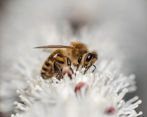 Honey bee on white