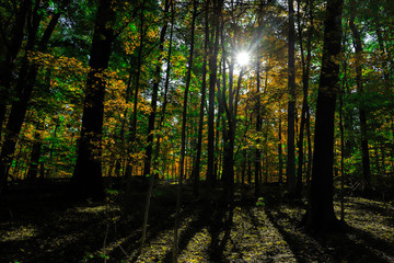 rays of sun in the forest