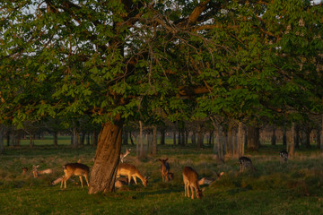 Great Deer (Cervus Elaphus) and whitetail deer on a meadow, eating grass and resting