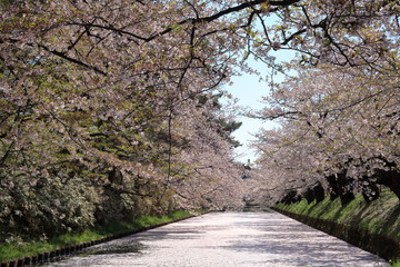 Fototapeta premium 【青森県】弘前公園 外濠の花筏
