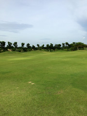 Fototapeta na wymiar rough green grass from golf ground