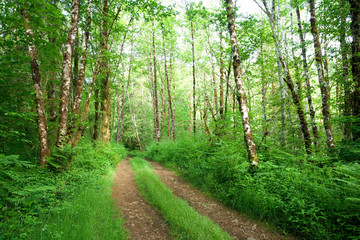 Fototapeta na wymiar A Scenic Rain Forest in Oregon